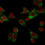 Immunofluorescence - Anti-GPX4 Antibody [LHM 2] - BSA and Azide free (A251934) - Antibodies.com
