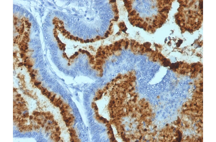 Immunohistochemistry - Anti-Blood Group Antigen B Antibody [HEB-20] - BSA and Azide free (A251935) - Antibodies.com