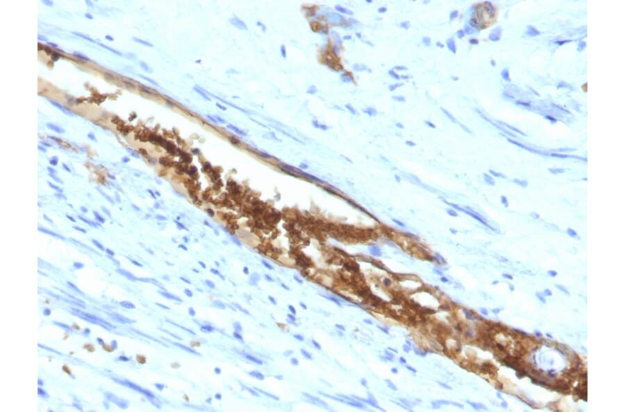 Immunohistochemistry - Anti-Blood Group Antigen A Antibody [3-3A] - BSA and Azide free (A251936) - Antibodies.com