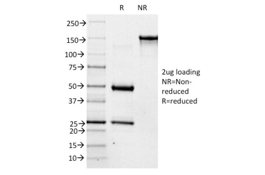 SDS-PAGE - Anti-Blood Group Antigen A Antibody [3-3A] - BSA and Azide free (A251937) - Antibodies.com