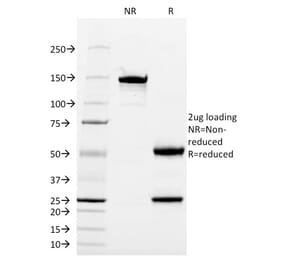 SDS-PAGE - Anti-CD13 Antibody [WM15] - BSA and Azide free (A251937) - Antibodies.com