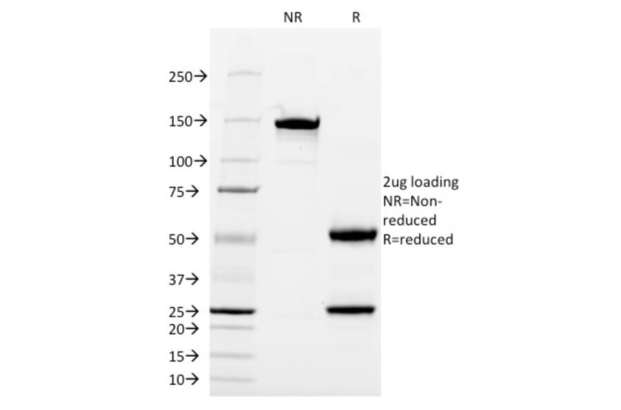 SDS-PAGE - Anti-CD13 Antibody [WM15] - BSA and Azide free (A251937) - Antibodies.com