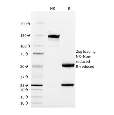 SDS-PAGE - Anti-CD13 Antibody [WM15] - BSA and Azide free (A251937) - Antibodies.com
