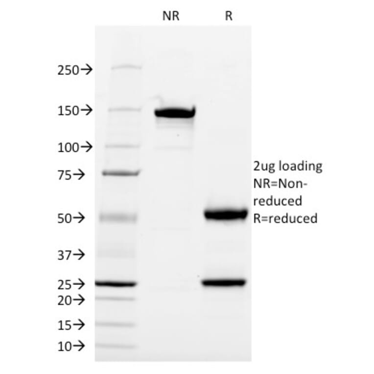 SDS-PAGE - Anti-CD13 Antibody [WM15] - BSA and Azide free (A251937) - Antibodies.com