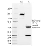 SDS-PAGE - Anti-CD13 Antibody [WM15] - BSA and Azide free (A251937) - Antibodies.com