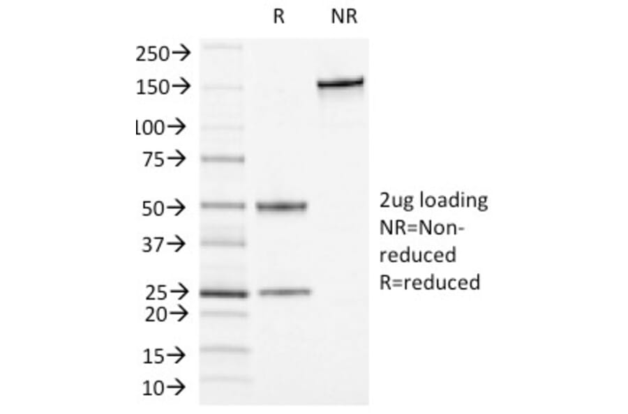 SDS-PAGE - Anti-CD13 Antibody [APN/1464] - BSA and Azide free (A251939) - Antibodies.com