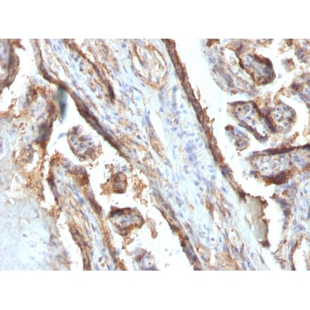 Immunohistochemistry - Anti-Galectin 13 Antibody [PP13/1161] - BSA and Azide free (A251941) - Antibodies.com