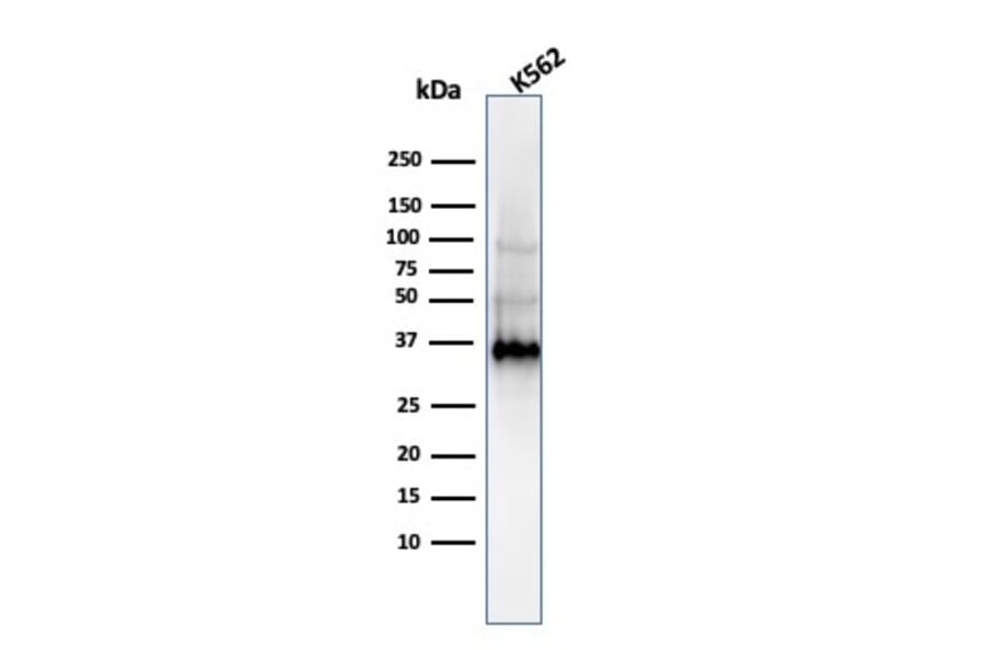 Western Blot - Anti-Galectin 13 Antibody [PP13/1161] - BSA and Azide free (A251942) - Antibodies.com