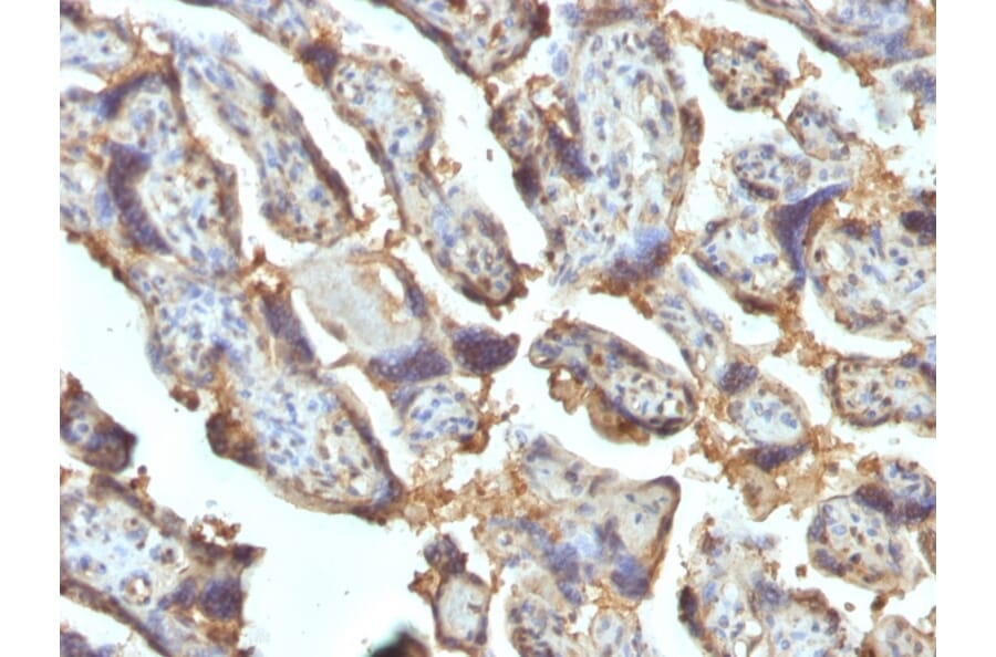 Immunohistochemistry - Anti-Galectin 13 Antibody [PP13/1162] - BSA and Azide free (A251942) - Antibodies.com