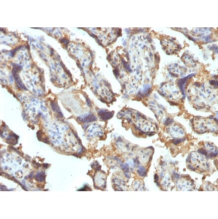 Immunohistochemistry - Anti-Galectin 13 Antibody [PP13/1162] - BSA and Azide free (A251942) - Antibodies.com