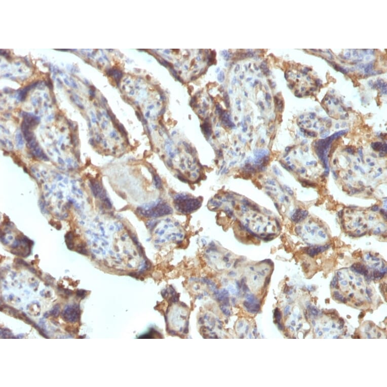 Immunohistochemistry - Anti-Galectin 13 Antibody [PP13/1162] - BSA and Azide free (A251942) - Antibodies.com