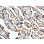 Immunohistochemistry - Anti-Galectin 13 Antibody [PP13/1162] - BSA and Azide free (A251942) - Antibodies.com