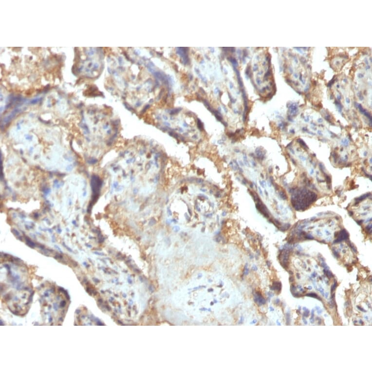 Immunohistochemistry - Anti-Galectin 13 Antibody [PP13/1165] - BSA and Azide free (A251944) - Antibodies.com