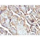 Immunohistochemistry - Anti-Galectin 13 Antibody [PP13/1165] - BSA and Azide free (A251944) - Antibodies.com