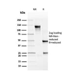 SDS-PAGE - Anti-PD-L1 Antibody [rPDL1/4772] - BSA and Azide free (A251946) - Antibodies.com