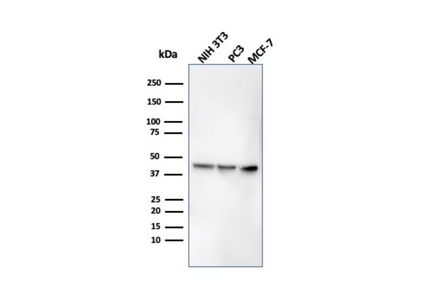Western Blot - Anti-PD-L1 Antibody [rPDL1/4773] - BSA and Azide free (A251947) - Antibodies.com
