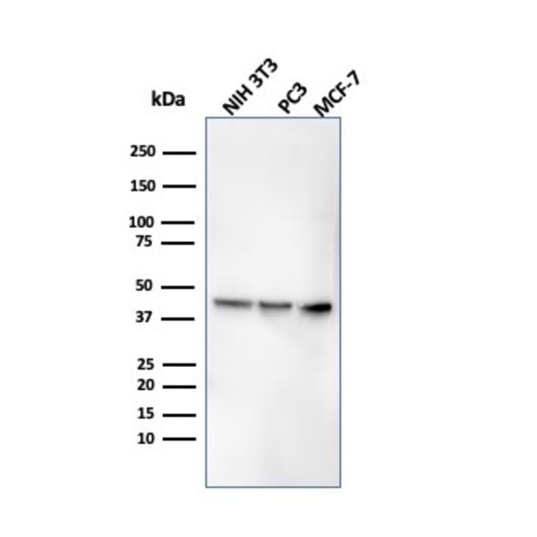 Western Blot - Anti-PD-L1 Antibody [rPDL1/4773] - BSA and Azide free (A251947) - Antibodies.com