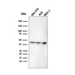 Western Blot - Anti-PD-L1 Antibody [rPDL1/4773] - BSA and Azide free (A251947) - Antibodies.com