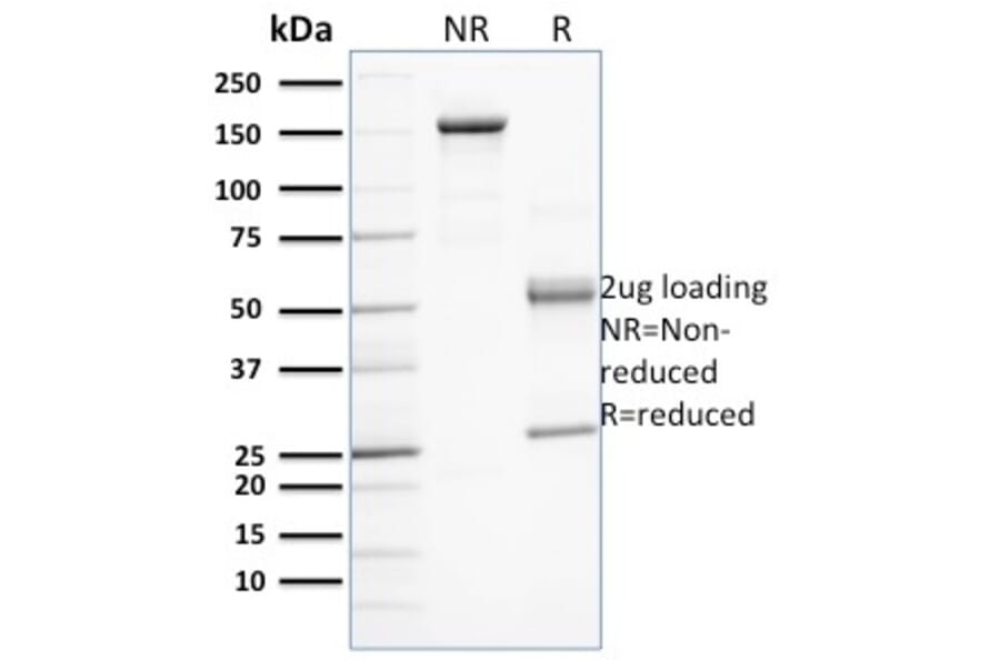 SDS-PAGE - Anti-PD-L1 Antibody [PDL1/2743] - BSA and Azide free (A251950) - Antibodies.com