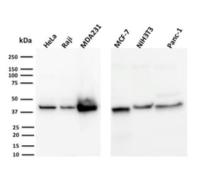 Western Blot - Anti-PD-L1 Antibody [PDL1/2744] - BSA and Azide free (A251951) - Antibodies.com
