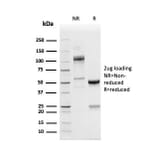 SDS-PAGE - Anti-PD-L1 Antibody [PDL1/4280R] - BSA and Azide free (A251954) - Antibodies.com