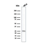 Western Blot - Anti-Glutathione S Transferase Mu 1 Antibody [CPTC-GSTMu1-3] - BSA and Azide free (A251957) - Antibodies.com