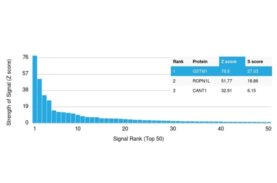 Protein Array - Anti-Glutathione S Transferase Mu 1 Antibody [CPTC-GSTMu1-3] - BSA and Azide free (A251955) - Antibodies.com