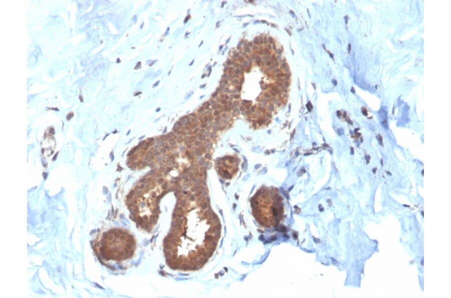 Immunohistochemistry - Anti-Glutathione S Transferase Mu 2 Antibody [CPTC-GSTMu2-2] - BSA and Azide free (A251958) - Antibodies.com