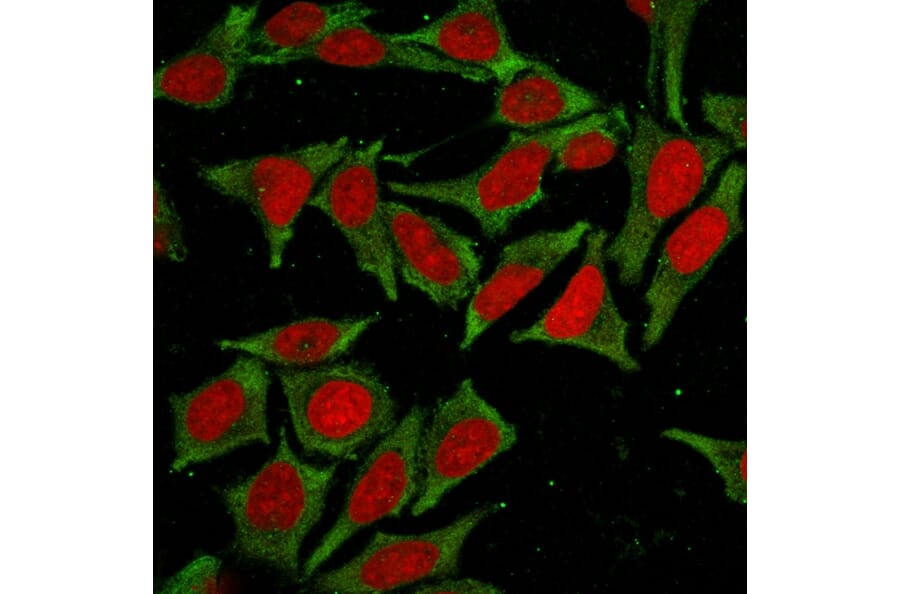 Immunofluorescence - Anti-Glutathione S Transferase Mu 2 Antibody [CPTC-GSTMu2-2] - BSA and Azide free (A251958) - Antibodies.com
