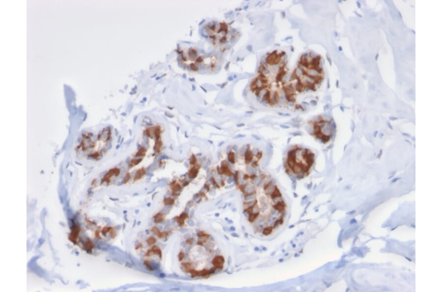 Immunohistochemistry - Anti-Glutathione S Transferase Mu 3 Antibody [CPTC-GSTMu3-1] - BSA and Azide free (A251959) - Antibodies.com