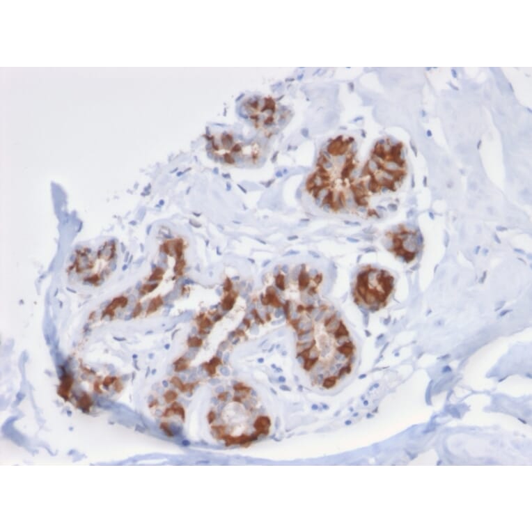 Immunohistochemistry - Anti-Glutathione S Transferase Mu 3 Antibody [CPTC-GSTMu3-1] - BSA and Azide free (A251959) - Antibodies.com