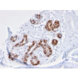 Immunohistochemistry - Anti-Glutathione S Transferase Mu 3 Antibody [CPTC-GSTMu3-1] - BSA and Azide free (A251959) - Antibodies.com