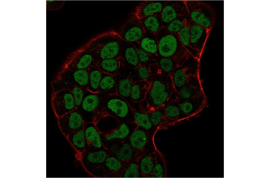 Immunofluorescence - Anti-MSH6 Antibody [MSH6/3091] - BSA and Azide free (A251960) - Antibodies.com