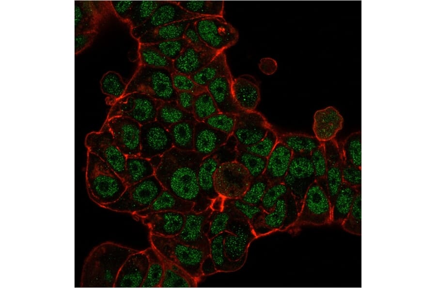Immunofluorescence - Anti-MSH6 Antibody [MSH6/3085] - BSA and Azide free (A251964) - Antibodies.com