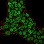 Immunofluorescence - Anti-MSH6 Antibody [MSH6/3086] - BSA and Azide free (A251965) - Antibodies.com