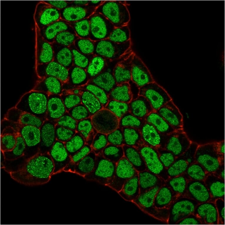 Flow Cytometry - Anti-MSH6 Antibody [MSH6/3086] - BSA and Azide free (A251965) - Antibodies.com