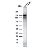 Western Blot - Anti-MSH6 Antibody [MSH6/3089] - BSA and Azide free (A251966) - Antibodies.com