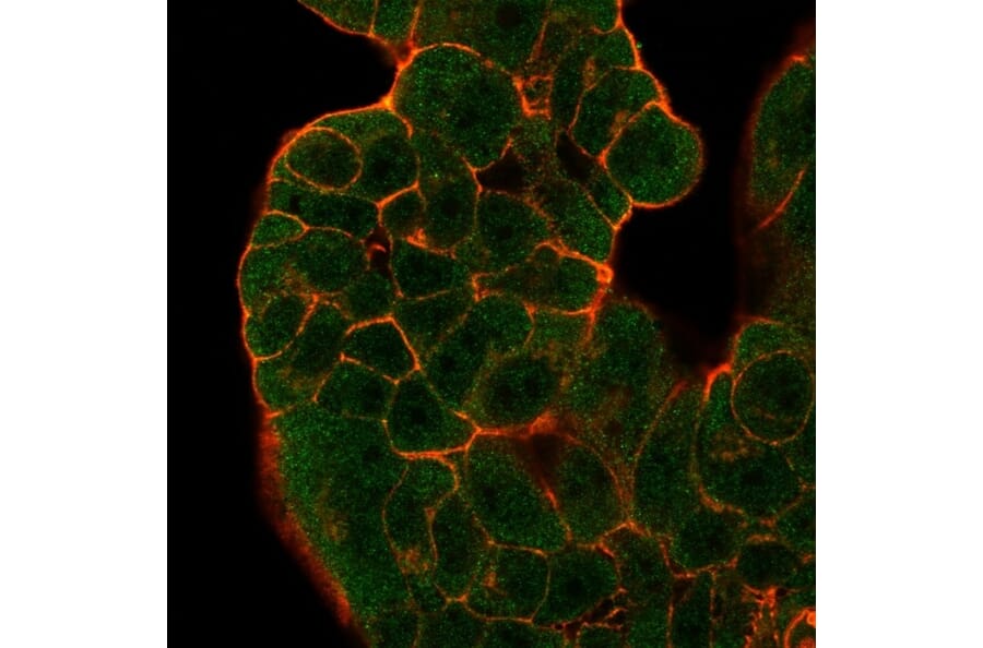 Immunofluorescence - Anti-GTF2H2 Antibody [PCRP-GTF2H2-1B9] - BSA and Azide free (A251968) - Antibodies.com