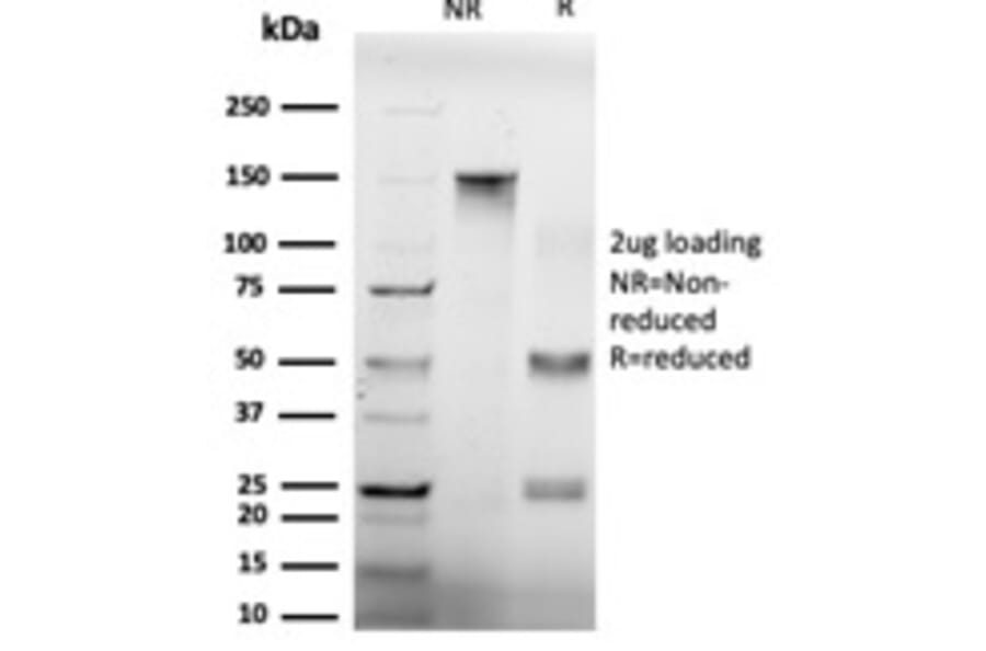 SDS-PAGE - Anti-GTF2H2 Antibody [PCRP-GTF2H2-1B9] - BSA and Azide free (A251968) - Antibodies.com