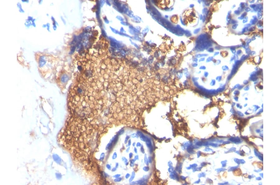 Immunohistochemistry - Anti-Glycophorin A Antibody [GYPA/280] - BSA and Azide free (A251969) - Antibodies.com