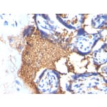 Immunohistochemistry - Anti-Glycophorin A Antibody [GYPA/280] - BSA and Azide free (A251969) - Antibodies.com
