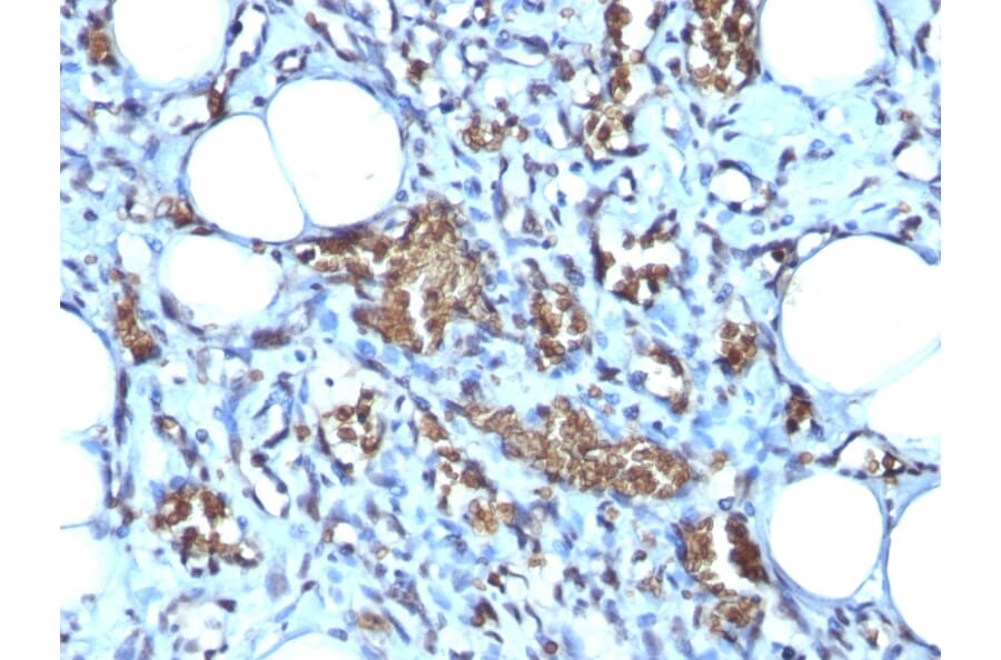 Immunohistochemistry - Anti-Glycophorin A Antibody [GYPA/280] - BSA and Azide free (A251969) - Antibodies.com