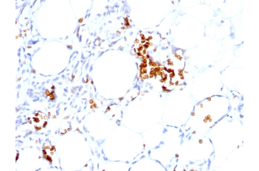 Immunohistochemistry - Anti-Glycophorin A Antibody [GYPA/280] - BSA and Azide free (A251968) - Antibodies.com