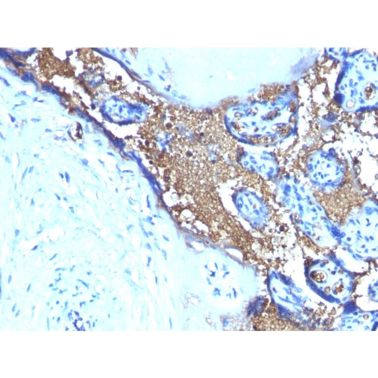 Immunohistochemistry - Anti-Glycophorin A Antibody [SPM599] - BSA and Azide free (A251970) - Antibodies.com
