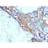 Immunohistochemistry - Anti-Glycophorin A Antibody [SPM599] - BSA and Azide free (A251970) - Antibodies.com