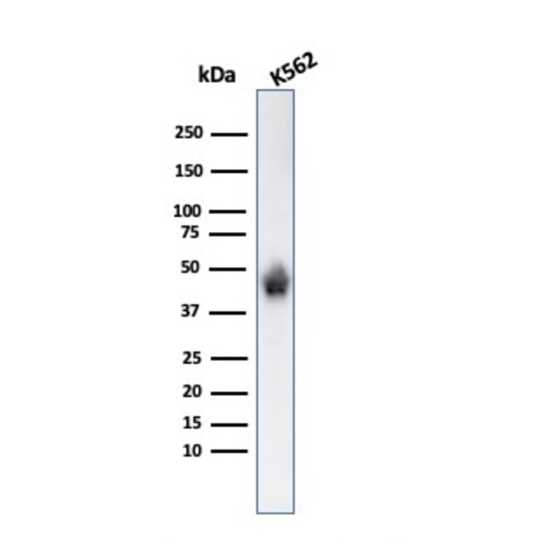 Western Blot - Anti-Glycophorin A Antibody [SPM599] - BSA and Azide free (A251970) - Antibodies.com