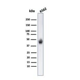 Western Blot - Anti-Glycophorin A Antibody [SPM599] - BSA and Azide free (A251970) - Antibodies.com