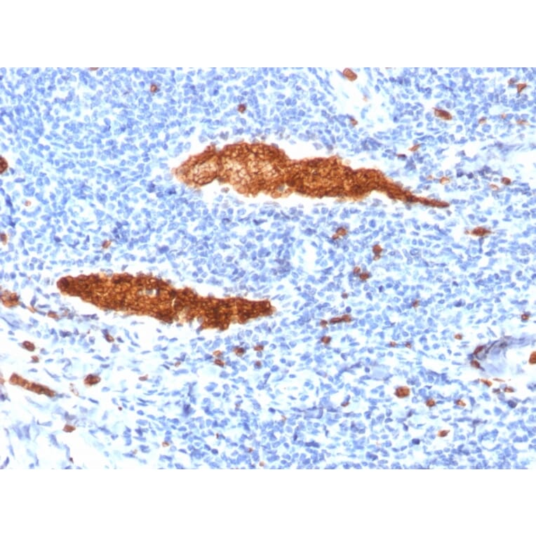 Immunohistochemistry - Anti-Glycophorin A Antibody [JC159] - BSA and Azide free (A251970) - Antibodies.com