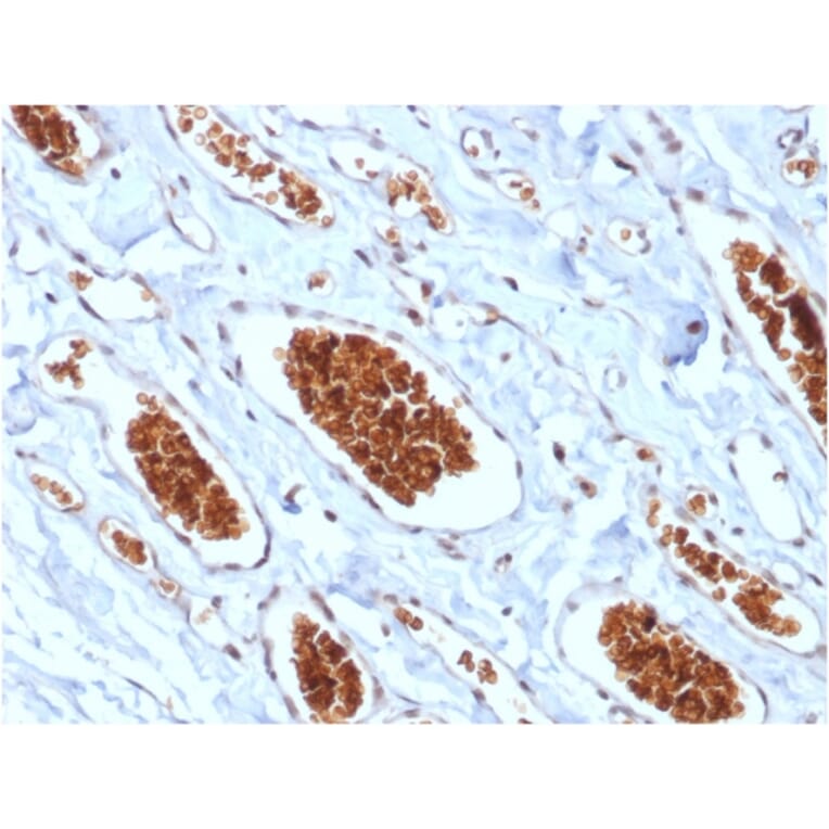 Immunohistochemistry - Anti-Glycophorin A Antibody [rGYPA/280] - BSA and Azide free (A251971) - Antibodies.com