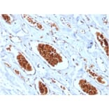 Immunohistochemistry - Anti-Glycophorin A Antibody [rGYPA/280] - BSA and Azide free (A251971) - Antibodies.com